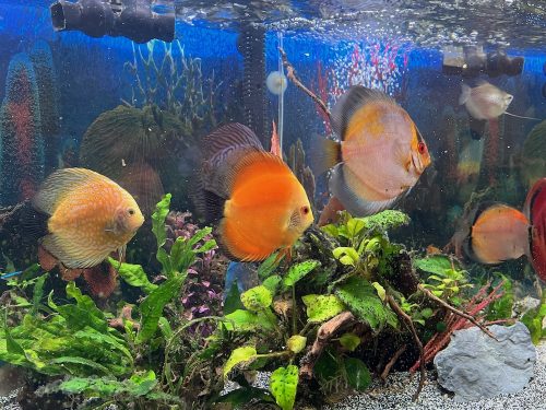 Golden Pearl Pigeon Snakeskin Discus photo review