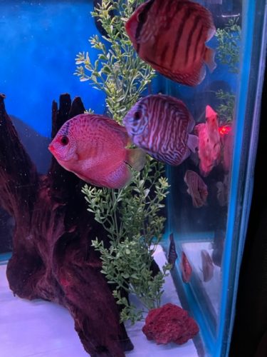 Penang Blue Knight Discus photo review