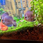 Blue Tiger Snakeskin Discus photo review