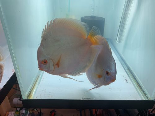 Blue Diamond Discus, Proven Breeding Pair photo review