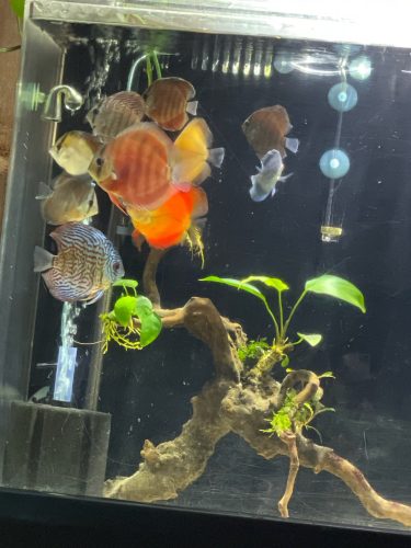 Assorted Premium Discus 10-Pack photo review