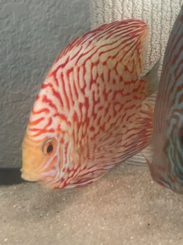 Red Eagle Discus, Wide Pattern photo review