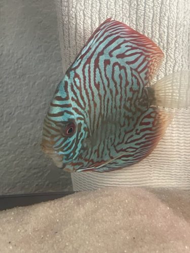 Penang Blue Knight Discus photo review