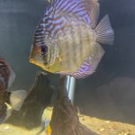 Striated Red Throwback Discus photo review