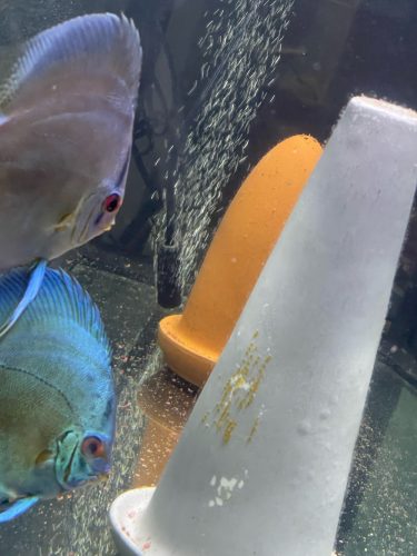 Blue Diamond Discus, Proven Breeding Pair photo review