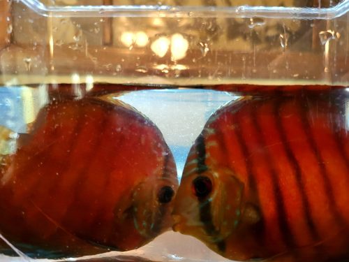 Crimson Star Alenquer Discus photo review