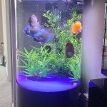 Classic San Merah Discus photo review