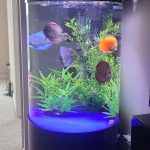 Classic Deep Blue Diamond Discus photo review