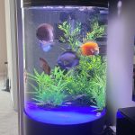 Classic Deep Blue Diamond Discus photo review