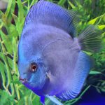 Classic Deep Blue Diamond Discus photo review