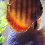 Classic San Merah Discus photo review