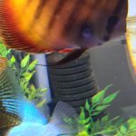 Classic San Merah Discus photo review