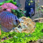 Blue Tiger Snakeskin Discus photo review