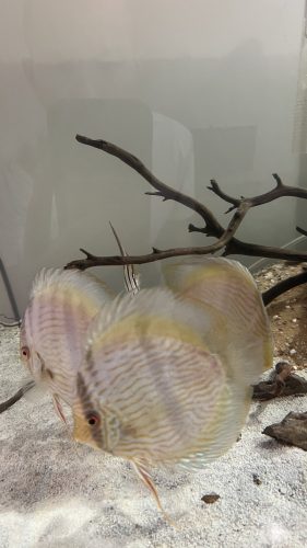 Wild Brazilian Blue Heckel Discus photo review