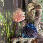 Golden Pearl Pigeon Snakeskin Discus photo review