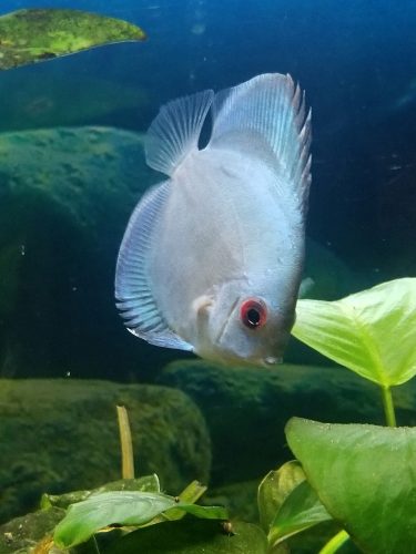 Neon Sapphire Discus photo review