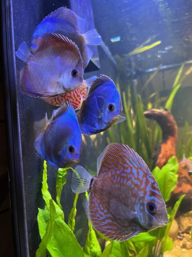 Classic Blue Scorpion Discus photo review