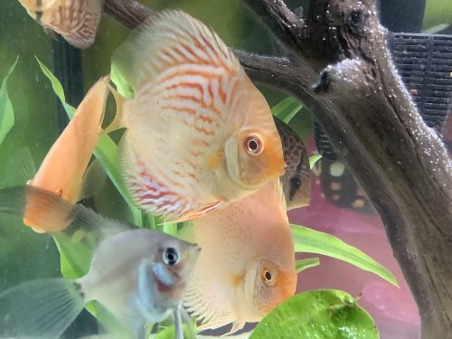 Golden Pigeon Leopard Discus, White Base photo review