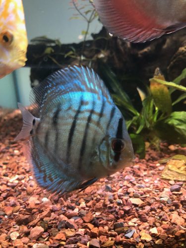 Penang Blue Knight Discus photo review