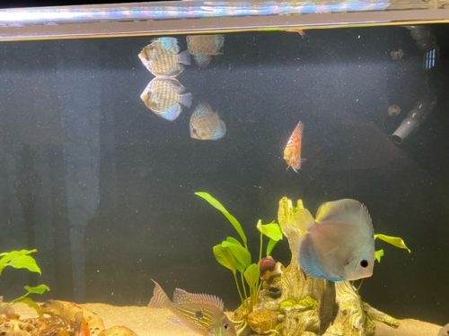 Cobalt Discus With Deep Blue Gene photo review