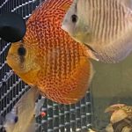 Red Eruption Leopard Discus, Red Base photo review