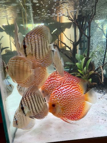 Royal Heckel Cross Discus photo review