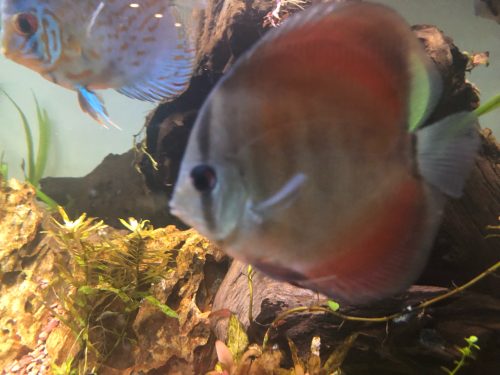 Classic San Merah Discus photo review