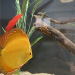 Marlboro Red Panda Discus photo review