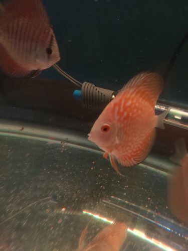 Yellow Pigeon Blood Discus photo review