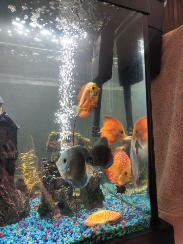 Classic Deep Blue Diamond Discus photo review