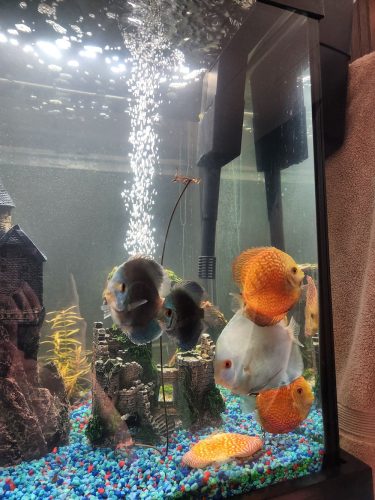 Blue Diamond Discus, Deep Red Eye Gene photo review