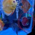 Classic San Merah Discus photo review