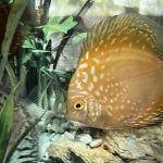 Golden Pearl Pigeon Snakeskin Discus photo review