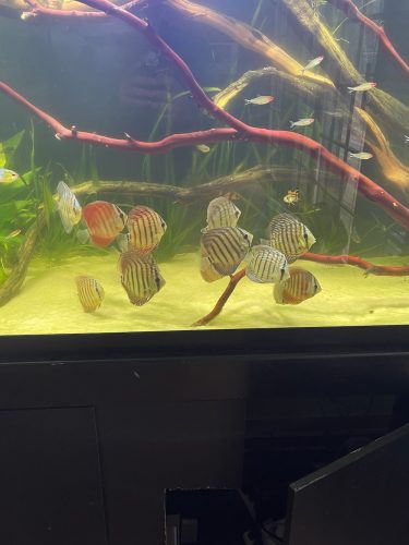 Striated Red Throwback Discus photo review