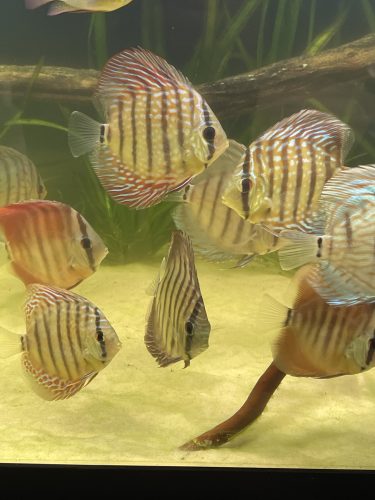 F1 Ica Red Discus photo review