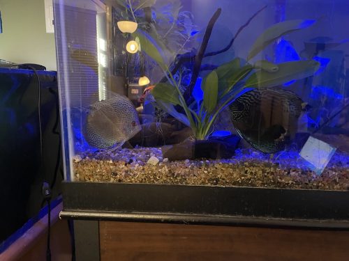 Blue Mosaic Leopard Discus, Proven Breeding Pair photo review