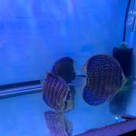 German Red Turquoise Discus, Red Base photo review