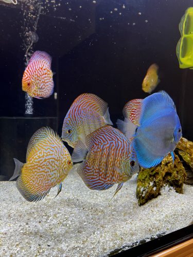 German Red Turquoise Discus, Red Base photo review