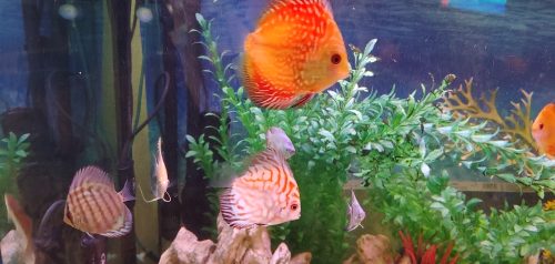 Silver Pigeon Leopard Discus photo review