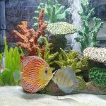 Penang Blue Knight Discus photo review