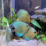 Classic Deep Blue Diamond Discus photo review