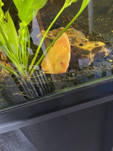 Golden Pigeon Leopard Discus, White Base photo review