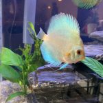 Classic Deep Blue Diamond Discus photo review