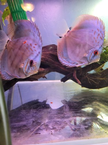 Cobalt Discus, Proven Breeding Pair photo review