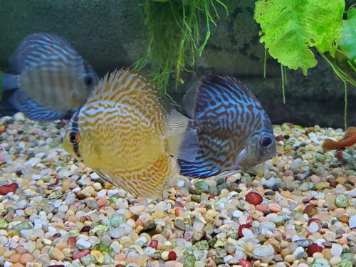 German Red Turquoise Discus, Blue Base photo review