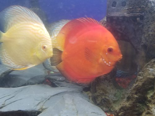 Marlboro Red Panda Discus photo review