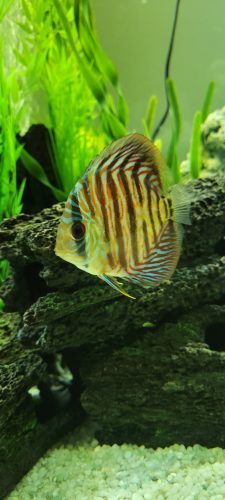 High Bodied Blue Tiger Turquoise Discus photo review