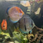 Wild Classic Brazilian Heckel Discus photo review