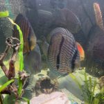 Wild Classic Brazilian Heckel Discus photo review