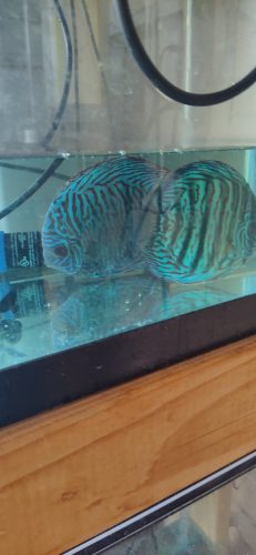 German Red Turquoise Discus, Proven Breeding Pair photo review